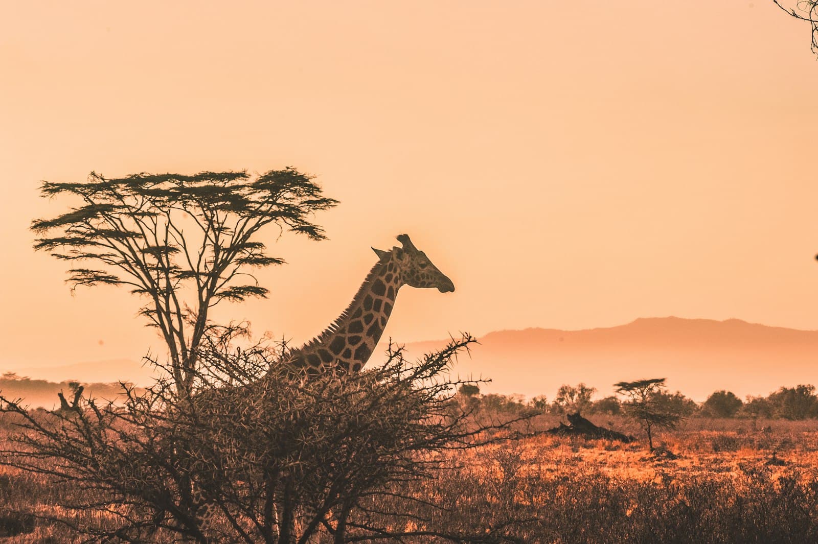 Open Kenyan landscape and sky